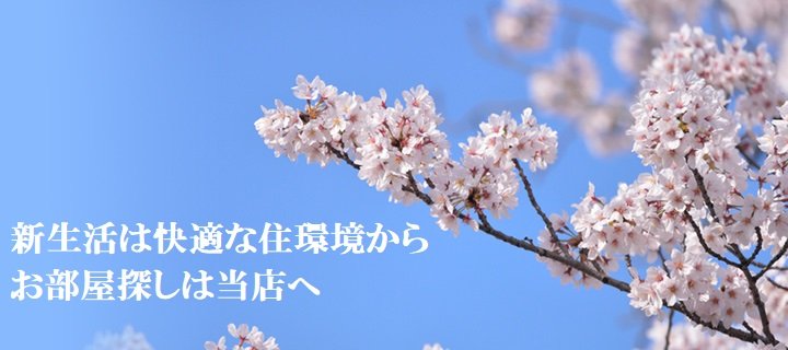 メイン画像・桜